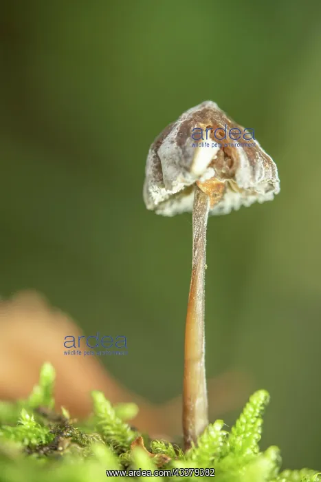 : Long-stemmed garlic swallow : Long-stemmed garlic swallow