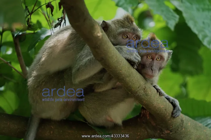 : Long tail macaques (Macaca fascicularis) on tree : Long tail macaques (Macaca fascicularis) on tree