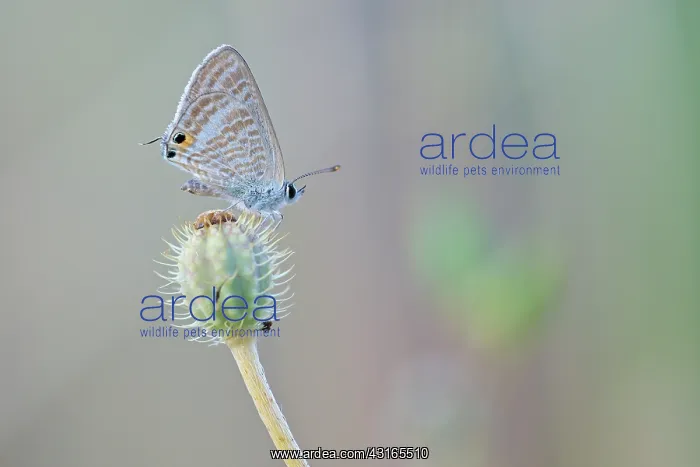 : Long-tailed Blue : Long-tailed Blue