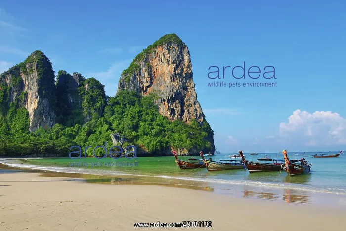  : Long Tailed Boats on Railay Beach, Krabi, Thailand