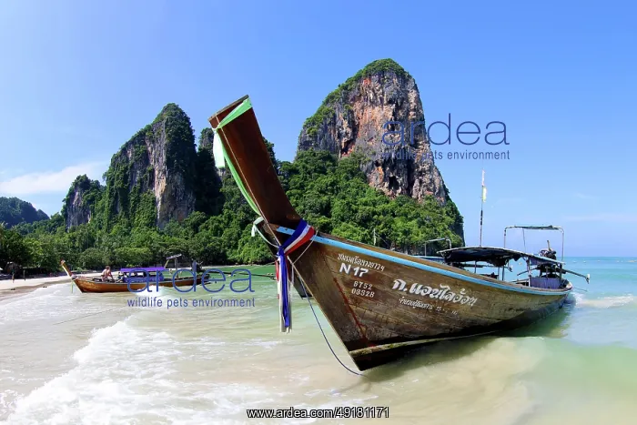  : Long Tailed Boats on Railay Beach, Krabi, Thailand