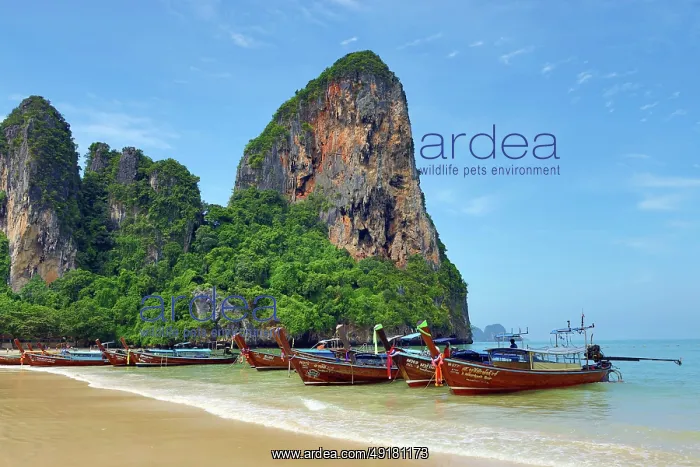  : Long Tailed Boats on Railay Beach, Krabi, Thailand
