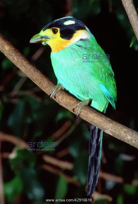 : Long-tailed Broadbill : Long-tailed Broadbill