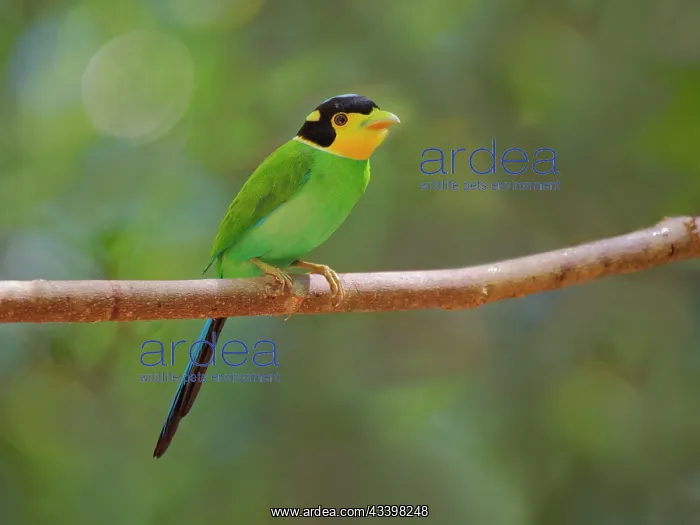 : Long Tailed Broadbill Psarisomus dalhousiae Di Linh
