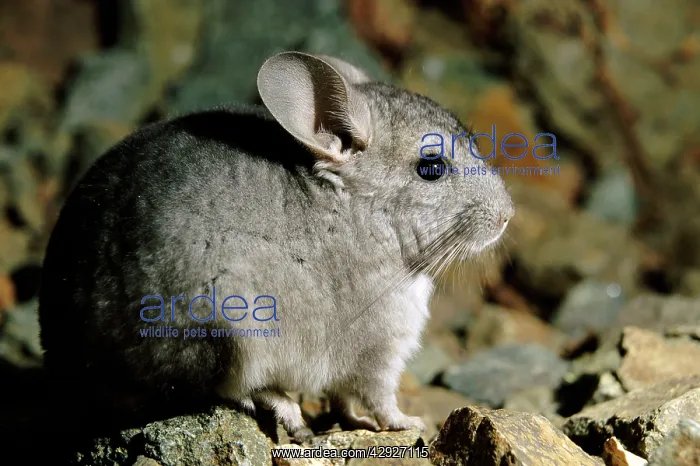 : Long-tailed Chinchilla - young : Long-tailed Chinchilla - young
