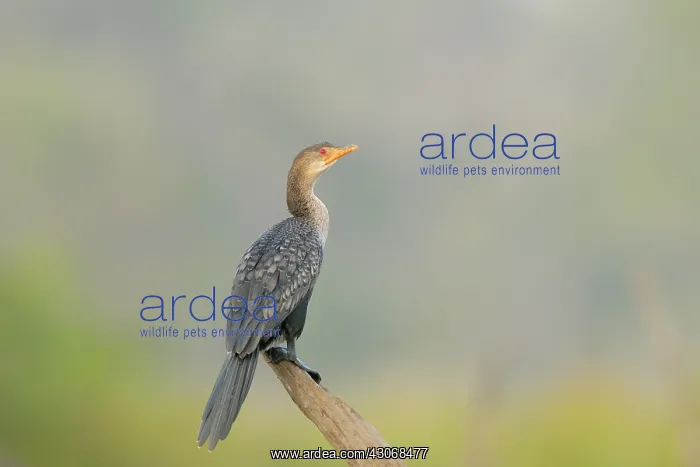 : Long-tailed Cormorant : Long-tailed Cormorant