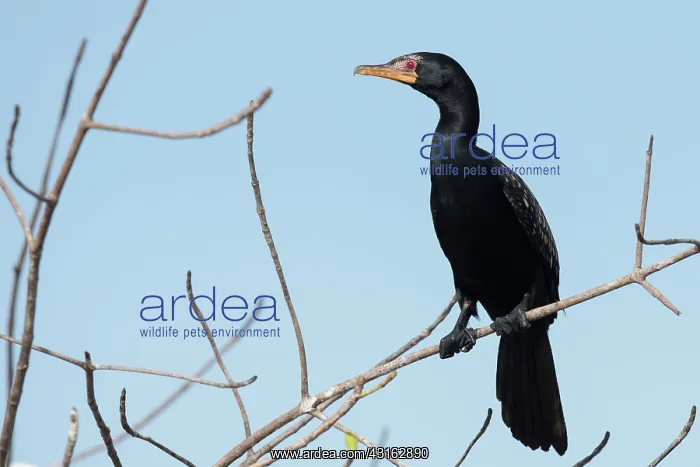 : Long-tailed Cormorant : Long-tailed Cormorant