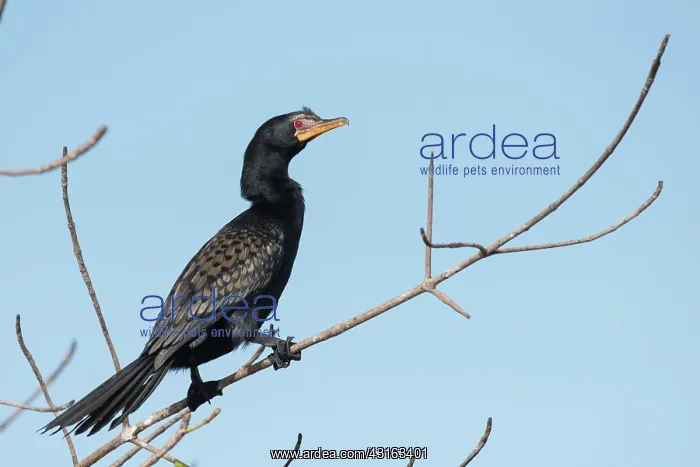 : Long-tailed Cormorant : Long-tailed Cormorant