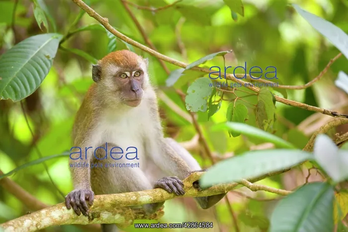 : Long-tailed / Crab-eating macaque - adult sitting : Long-tailed / Crab-eating macaque - adult sitting