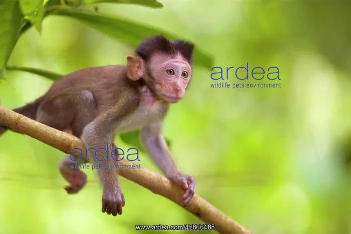  : Long-tailed  /  crab-eating macaque - baby monkey
