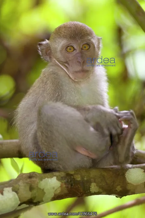 : Long-tailed / crab-eating macaque - young sitting : Long-tailed / crab-eating macaque - young sitting