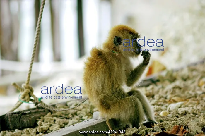 : Long-tailed / Crab-eating Macaques, chained in : Long-tailed / Crab-eating Macaques, chained in