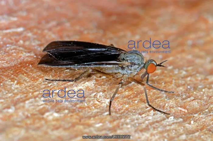 : Long-tailed Dancefly : Long-tailed Dancefly