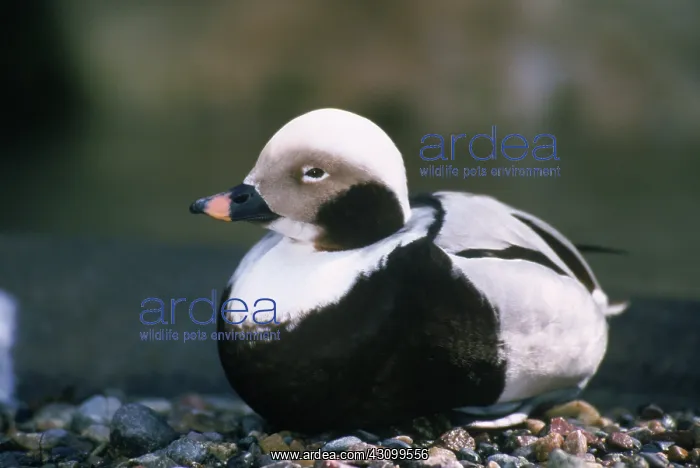 : Long-tailed Duck : Long-tailed Duck