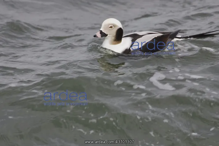 : Long-Tailed Duck : Long-Tailed Duck