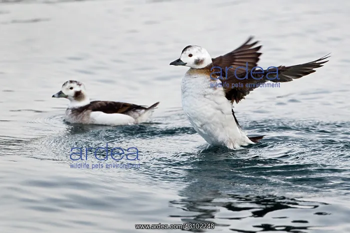 : Long-tailed Duck : Long-tailed Duck