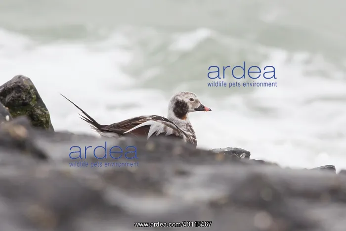 : Long-tailed Duck : Long-tailed Duck