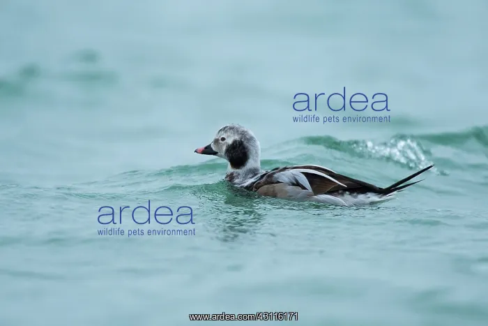 : Long-tailed Duck : Long-tailed Duck