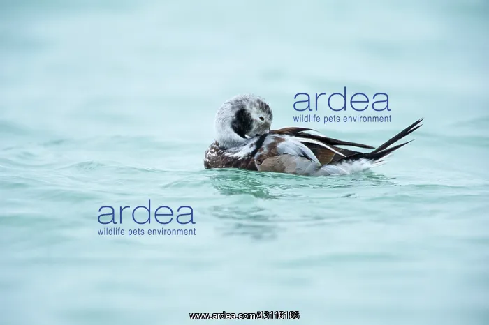: Long-tailed Duck : Long-tailed Duck
