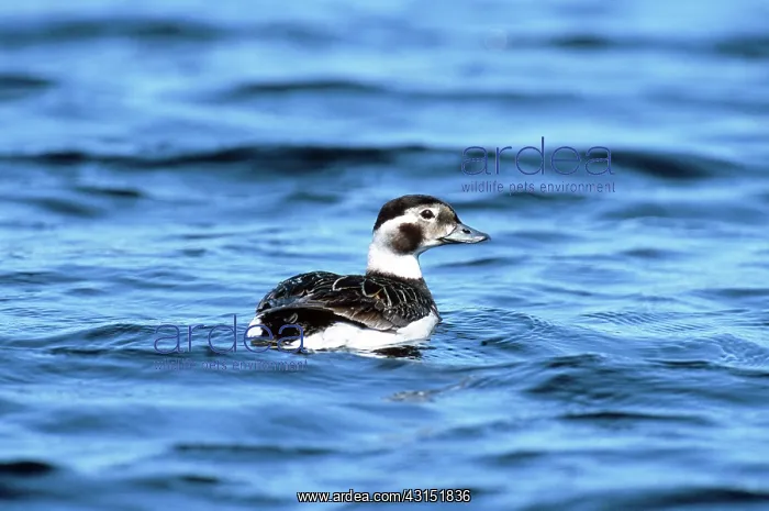: Long-Tailed Duck : Long-Tailed Duck
