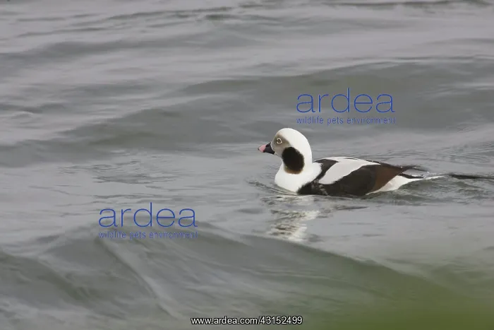 : Long-Tailed Duck : Long-Tailed Duck