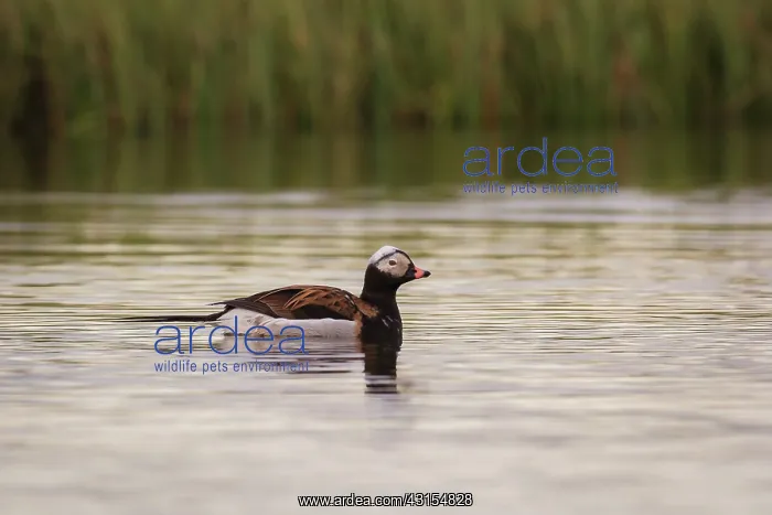 : Long-tailed Duck : Long-tailed Duck