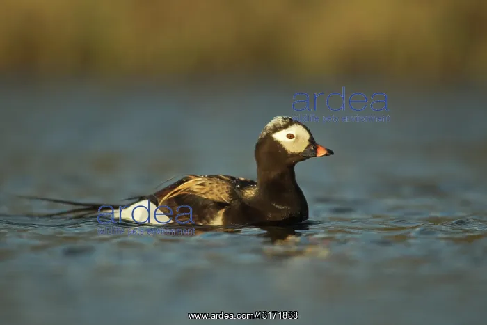 : Long-tailed Duck : Long-tailed Duck