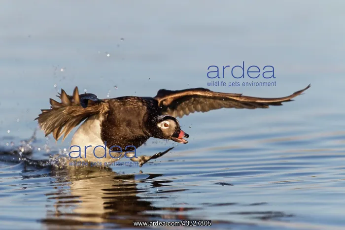 : Long-tailed Duck : Long-tailed Duck