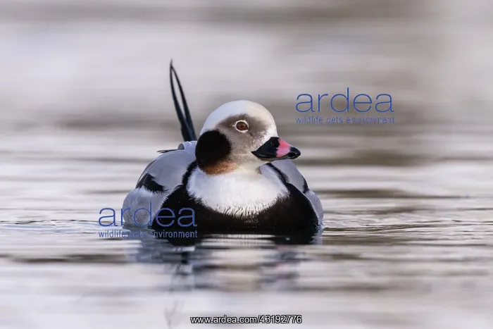 : Long-tailed duck (Clangula hyemalis), commonly known : Long-tailed duck (Clangula hyemalis), commonly known