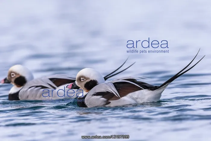 : Long-tailed duck (Clangula hyemalis), commonly known : Long-tailed duck (Clangula hyemalis), commonly known