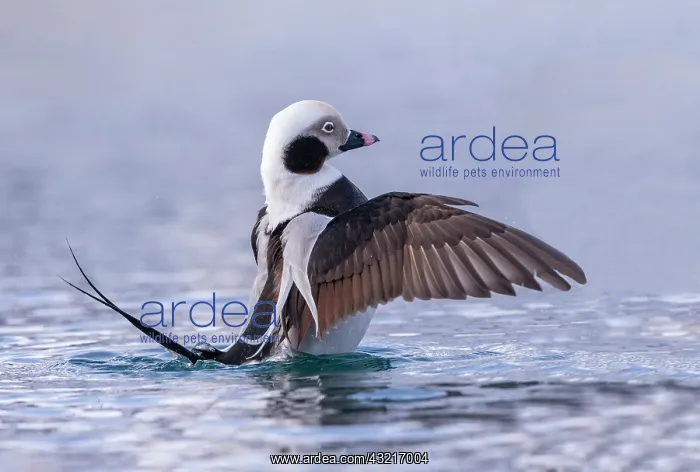 : Long-tailed duck (Clangula hyemalis), commonly known : Long-tailed duck (Clangula hyemalis), commonly known