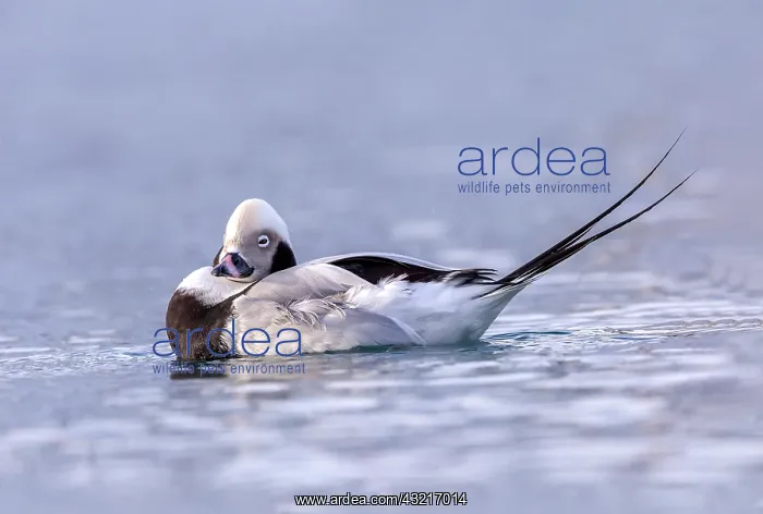 : Long-tailed duck (Clangula hyemalis), commonly known : Long-tailed duck (Clangula hyemalis), commonly known