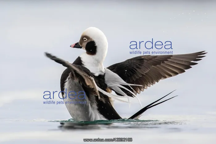 : Long-tailed duck (Clangula hyemalis), male in splendid : Long-tailed duck (Clangula hyemalis), male in splendid