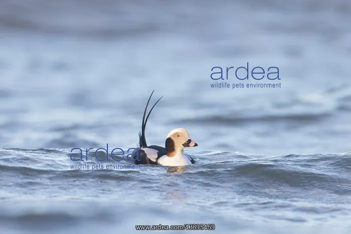 : Long-tailed Duck drake : Long-tailed Duck drake