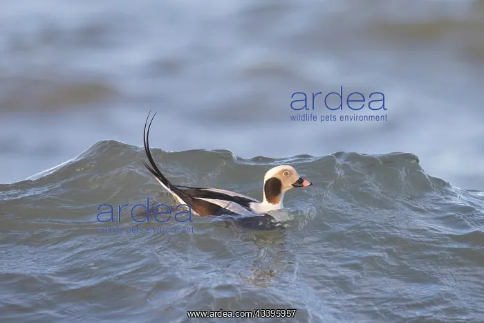: Long-tailed Duck drake : Long-tailed Duck drake