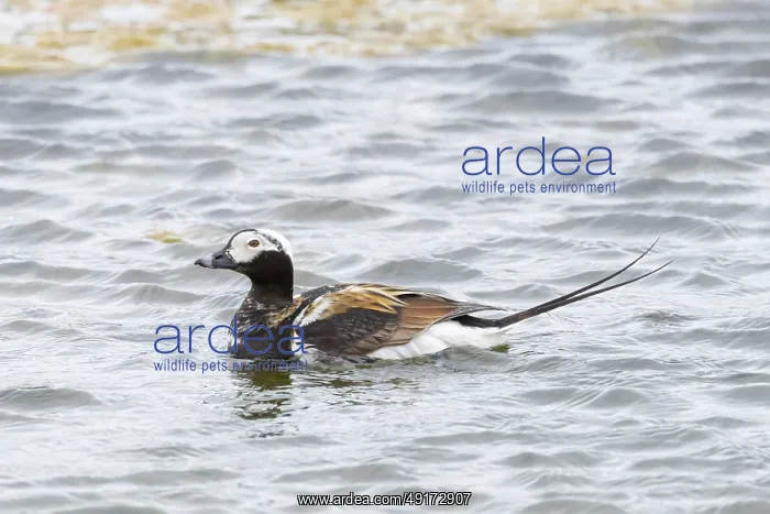 : Long-tailed Duck drake : Long-tailed Duck drake