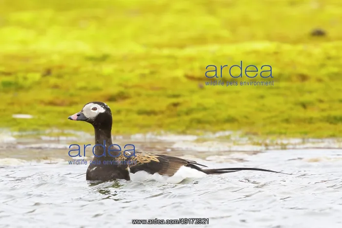 : Long-tailed Duck drake : Long-tailed Duck drake