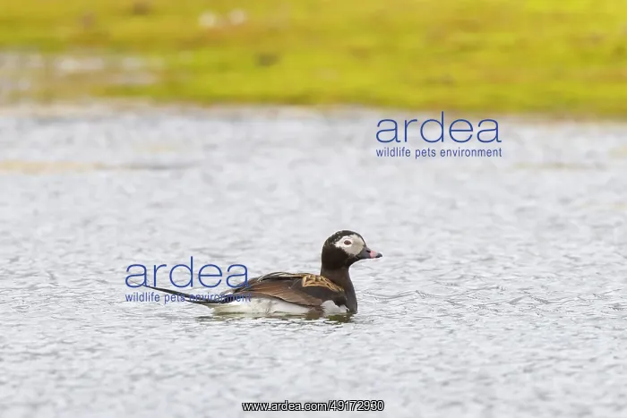 : Long-tailed Duck drake : Long-tailed Duck drake