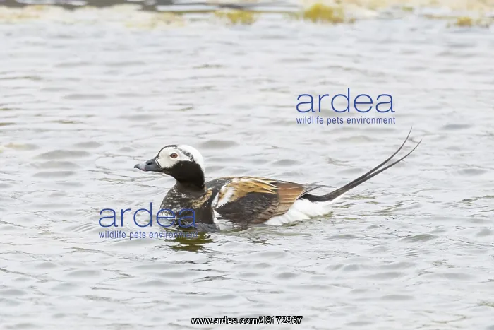 : Long-tailed Duck drake : Long-tailed Duck drake