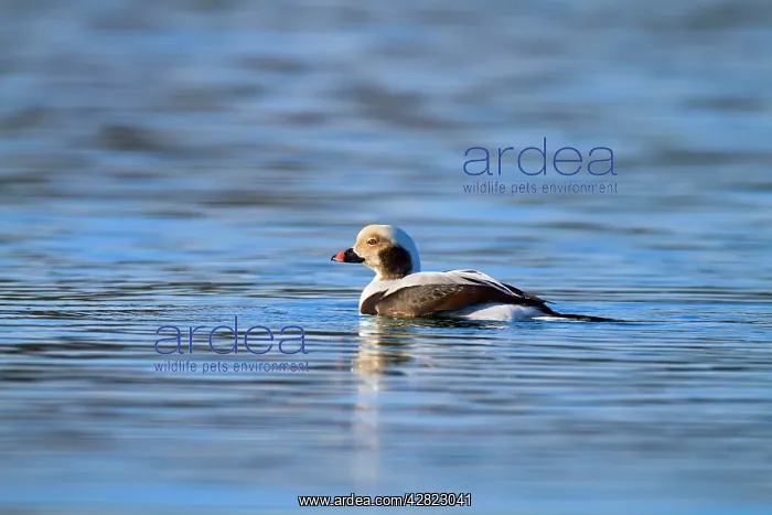 : Long Tailed Duck - drake in winter : Long Tailed Duck - drake in winter