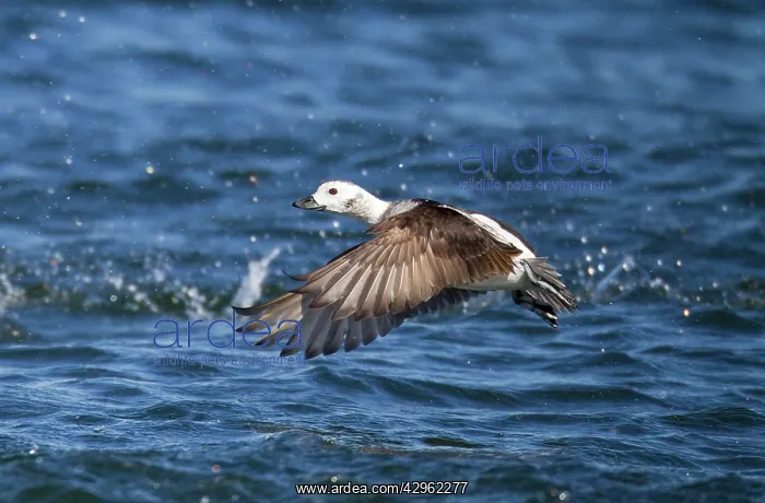 : Long-tailed Duck - female in flight : Long-tailed Duck - female in flight