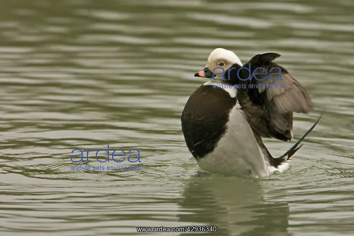 : Long-tailed Duck - flapping wings : Long-tailed Duck - flapping wings