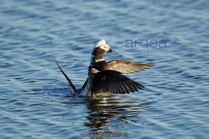 : Long-tailed Duck - flapping wings : Long-tailed Duck - flapping wings