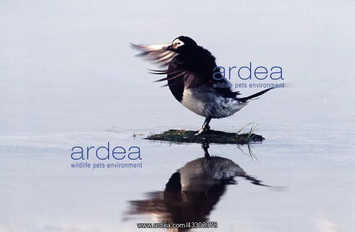 : LONG TAILED DUCK - flapping wings, surrounded by water : LONG TAILED DUCK - flapping wings, surrounded by water