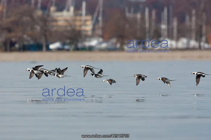: Long-tailed Duck - in flight : Long-tailed Duck - in flight
