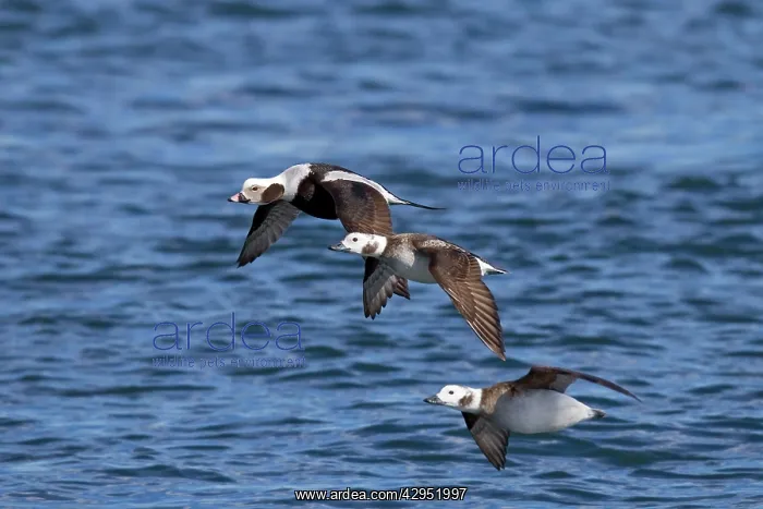: Long-tailed Duck - in flight : Long-tailed Duck - in flight