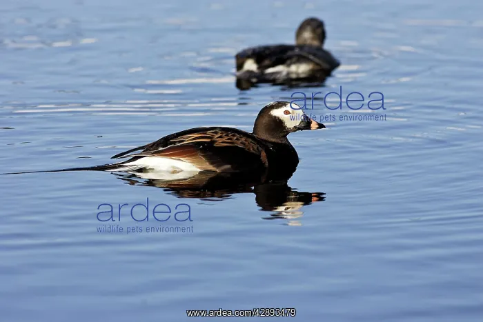 : Long-tailed Duck - male : Long-tailed Duck - male