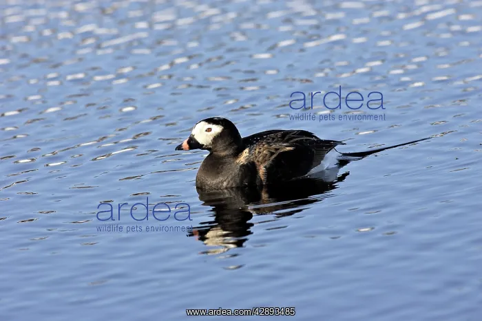 : Long-tailed Duck - male : Long-tailed Duck - male
