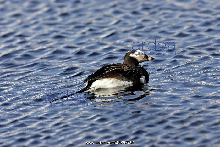: Long-tailed Duck - male : Long-tailed Duck - male