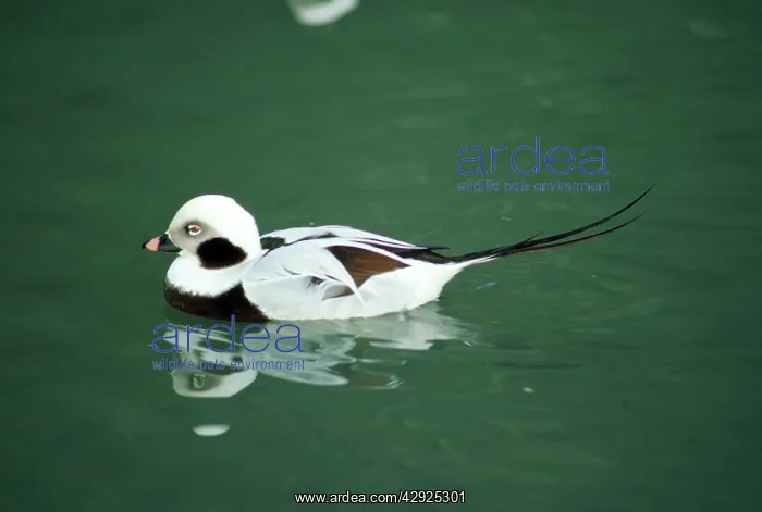 : LONG-TAILED DUCK - male : LONG-TAILED DUCK - male